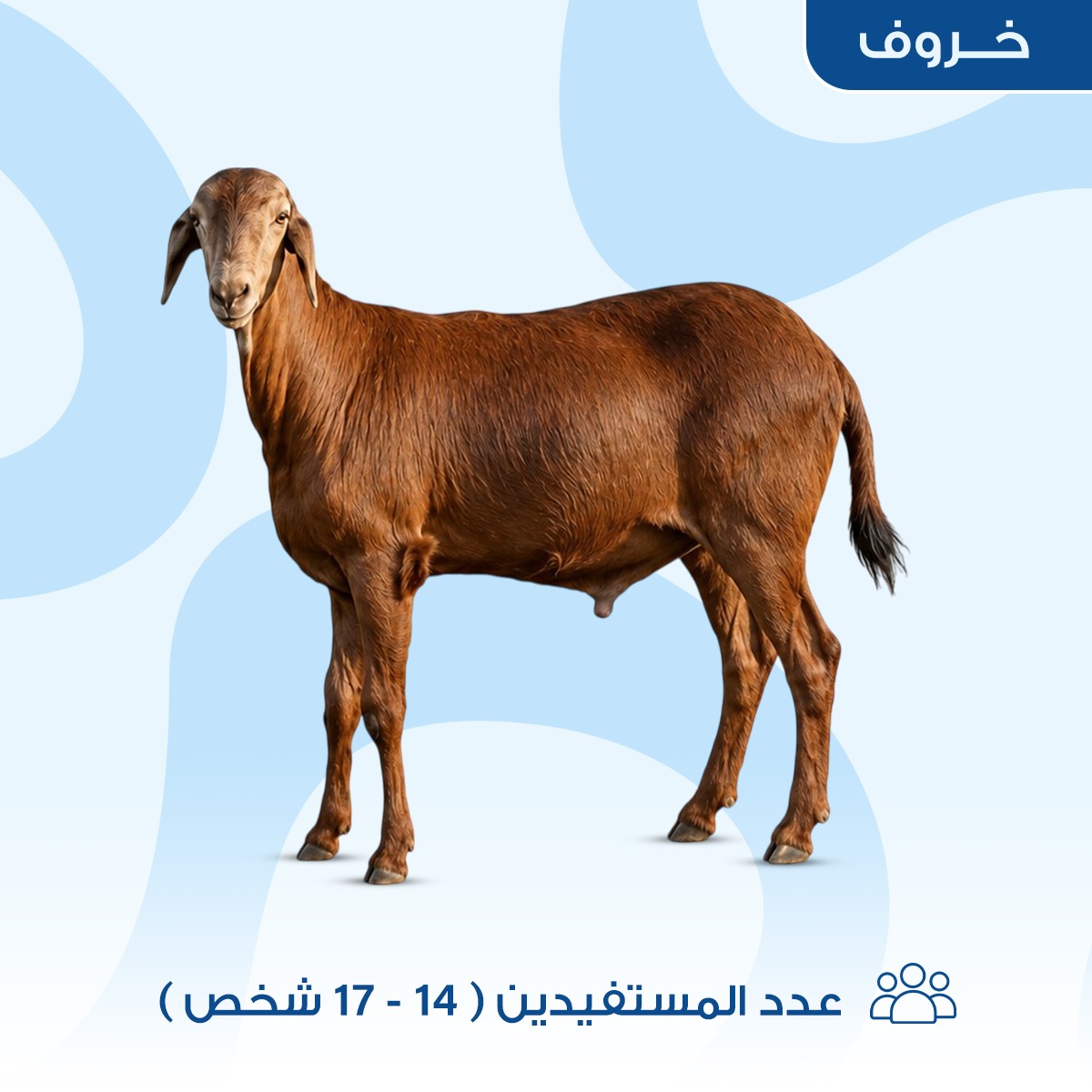 خروف