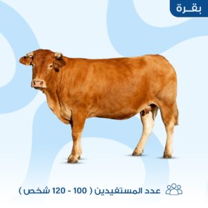 بقرة