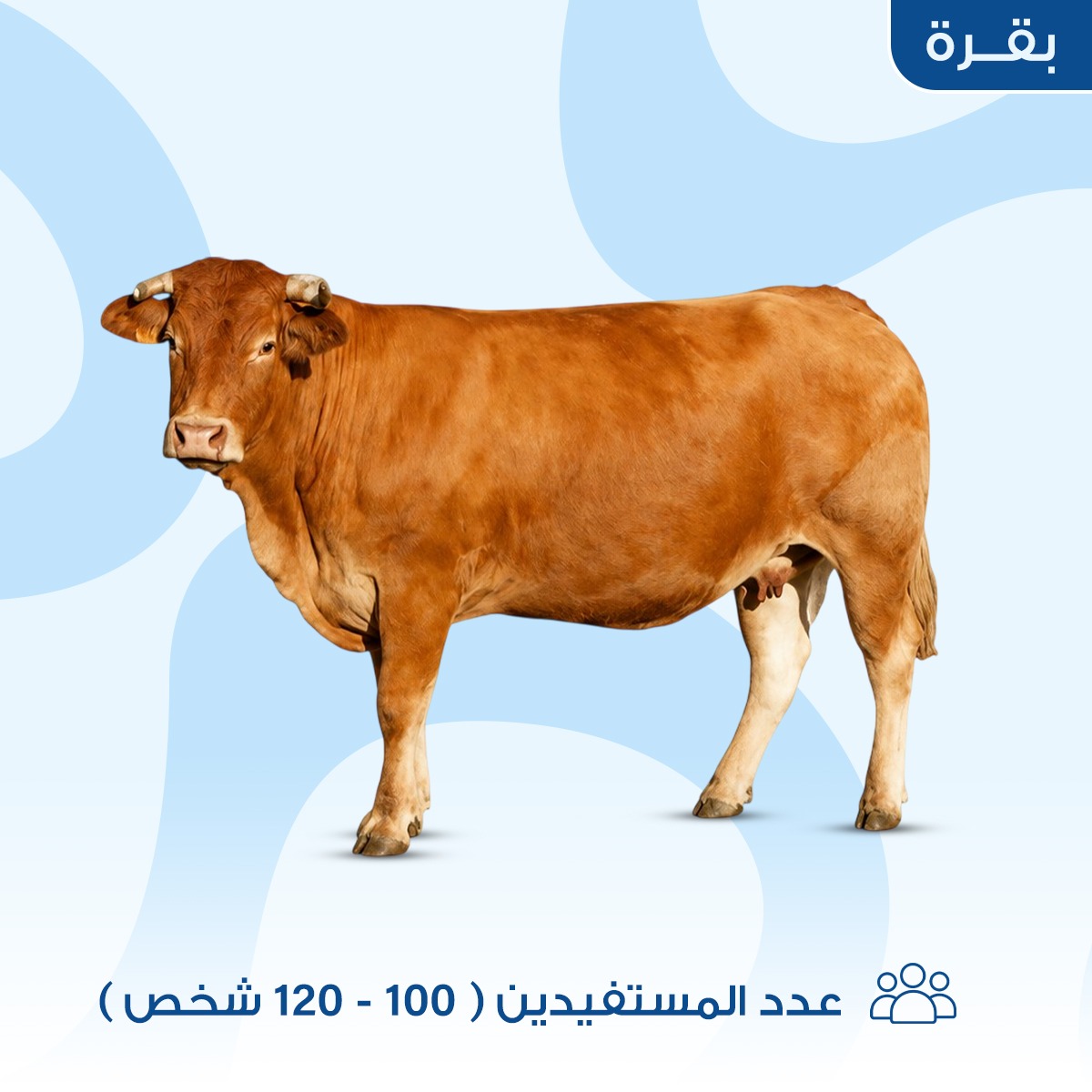 بقرة